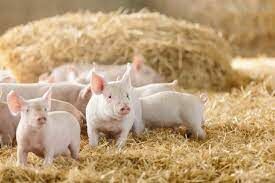Вокруг очага чумы в Пермском крае уничтожат все поголовье свиней