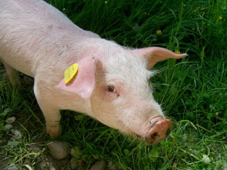 Правительство РФ подготовило план по борьбе с африканской чумой свиней