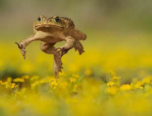 Гримасы эволюции: биологи изучили, как жабы стали каннибалами