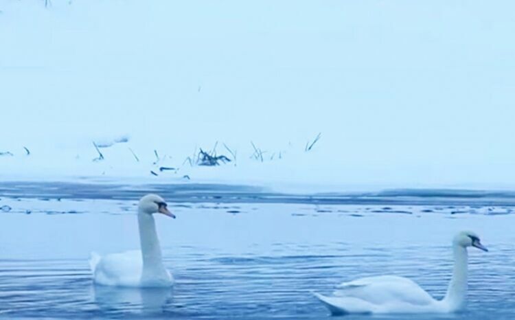 Подмосковное МЧС готовит операцию по спасению лебедей из полыньи