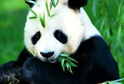 В Китае панда притворялась беременной ради больших порций фруктов и булочек