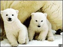 В Московском зоопарке родились три белых медвежонка