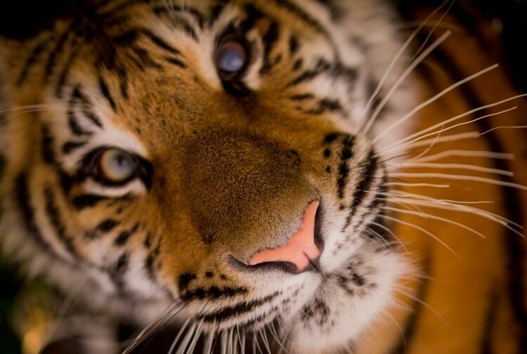 Тигрица сбежала из клетки зоопарка в Санкт-Петербурге