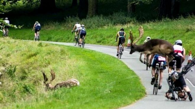 В Ирландии олень сбил велосипедиста, участвовавшего в триатлоне