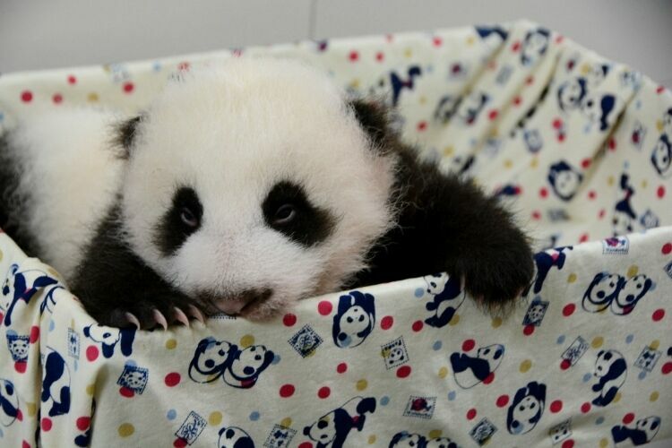 В Китае родился второй в этом году детеныш большой панды