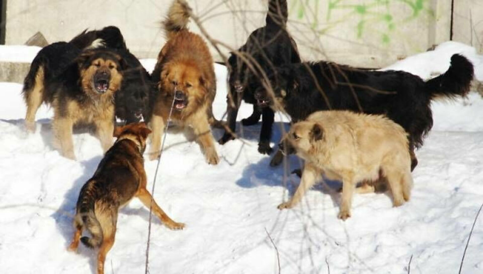 Нападением форум. Забайкальский край девочку загрызла стая собак. Стая собак набросилась Волгоград. Стая бездомных собак.