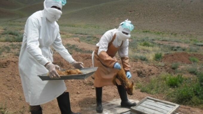 В граничащих с Россией районах Монголии ввели карантин из-за вспышки бубонной чумы
