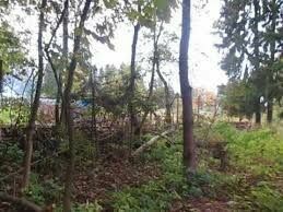 Вырубку деревьев в Химках смогли остановить только выстрелы из ружья