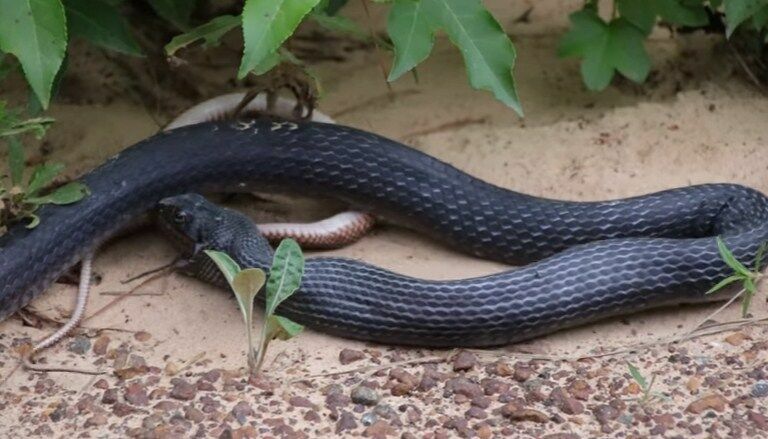Любопытство прохожего спасло змею, почти съеденную другой змеей