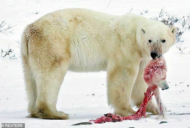 Глобальное потепление превращает белых медведей в кровосмесителей и каннибалов