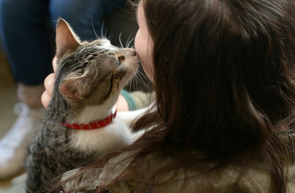 Подарок от кошки: как токсоплазмоз влияет на людей