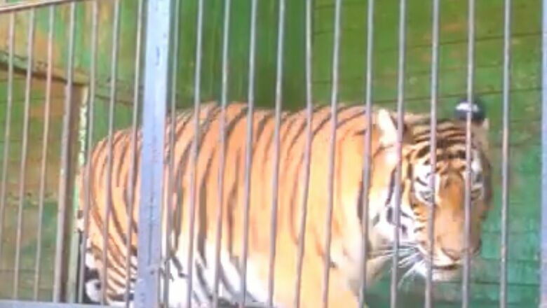 В Оренбургской области тигрица напала на вора