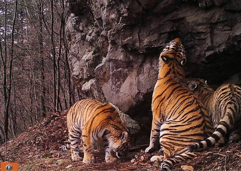 Золото важнее кошек: в ареале обитания тигров в Приморье начинается золотодобыча