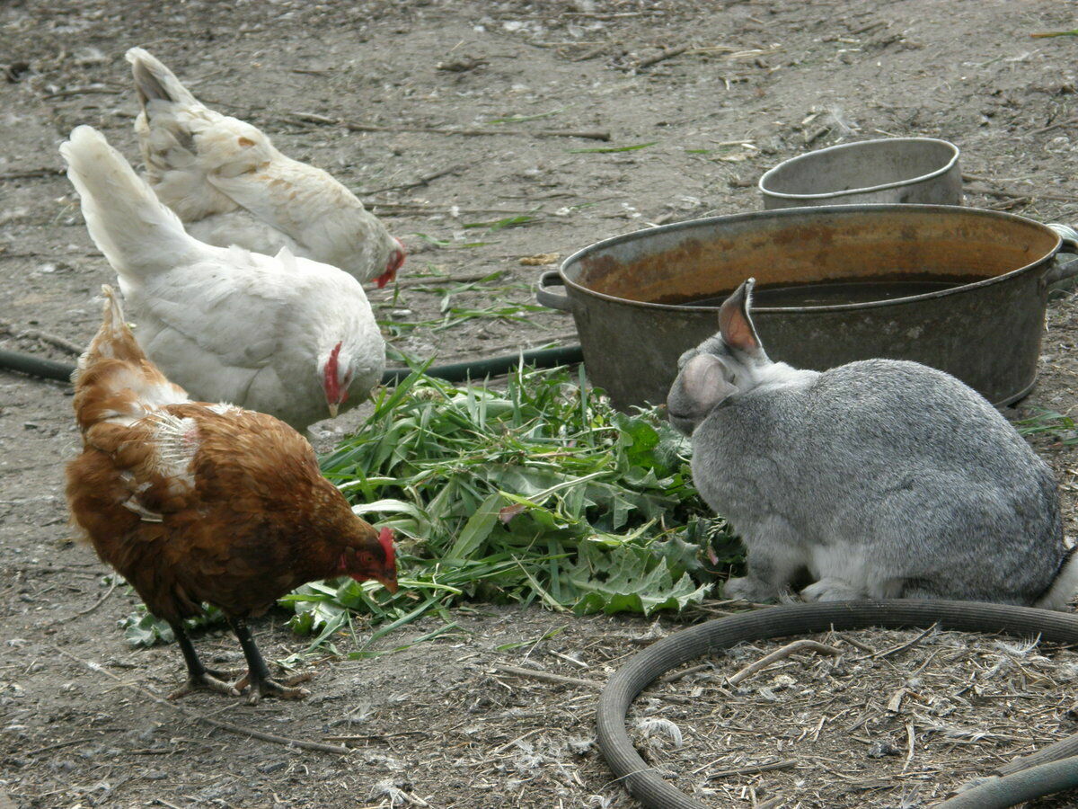 Суд в Алтайском крае запретил пенсионерам держать кур и кроликов