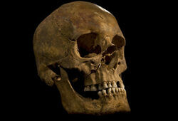 Ученые подтвердили подлинность найденных костей короля Ричарда III