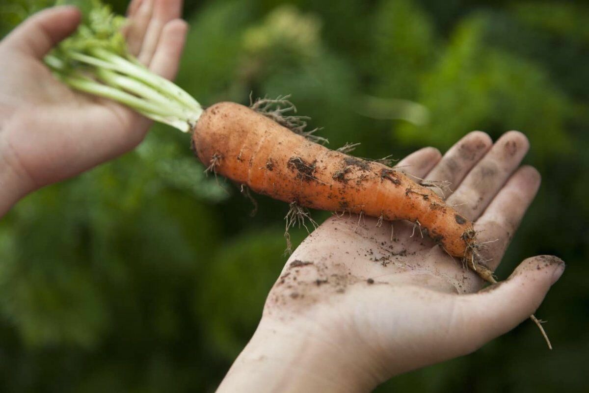 Злоключения российской морковки: почему она подешевела за один год в 4 раза