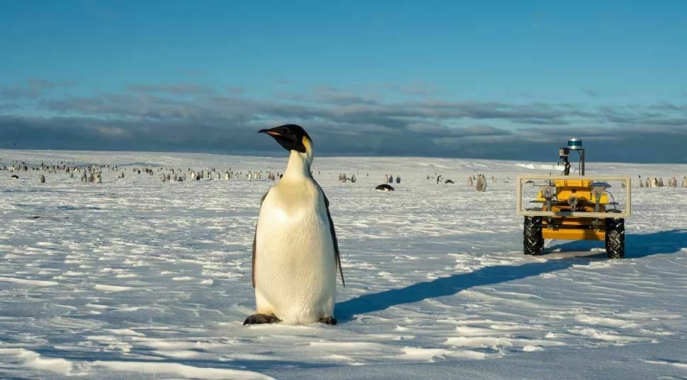 За пингвинами в Антарктиде начал шпионить робот-марсоход