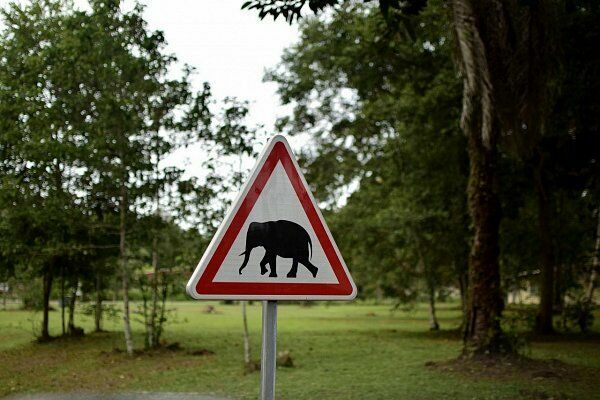 Минобороны России отправило в Габон партию оружия для защиты слонов