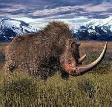 Труп шерстистого носорога похищен в Якутии