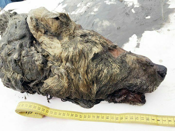 Отрубленная голова огромного волка, которая была найдена в Абыйском районе республики Якутия, на реке Тирехтях. 