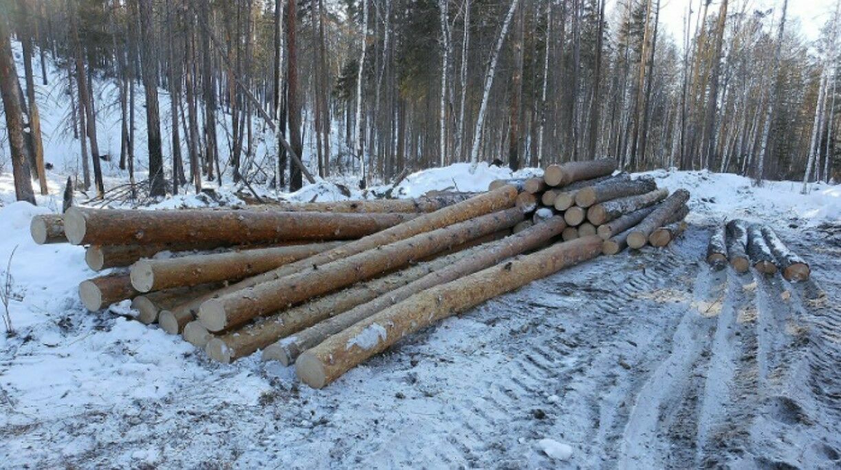 В Иркутской области задержана крупная банда «черных лесорубов»