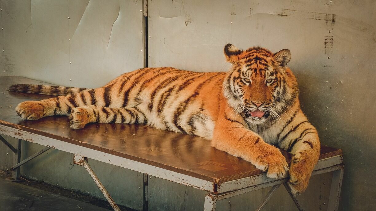 В Хабаровском крае отловили второго тигра, нападавшего на дворовых собак