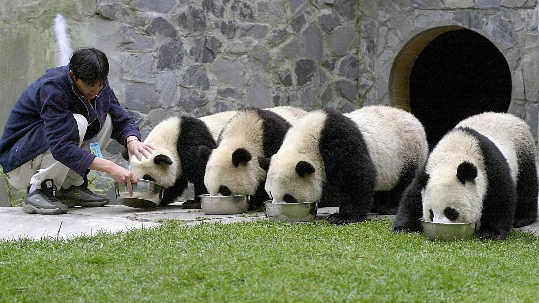 США вернули гигантскую панду в Китай после скандала с зоозащитниками