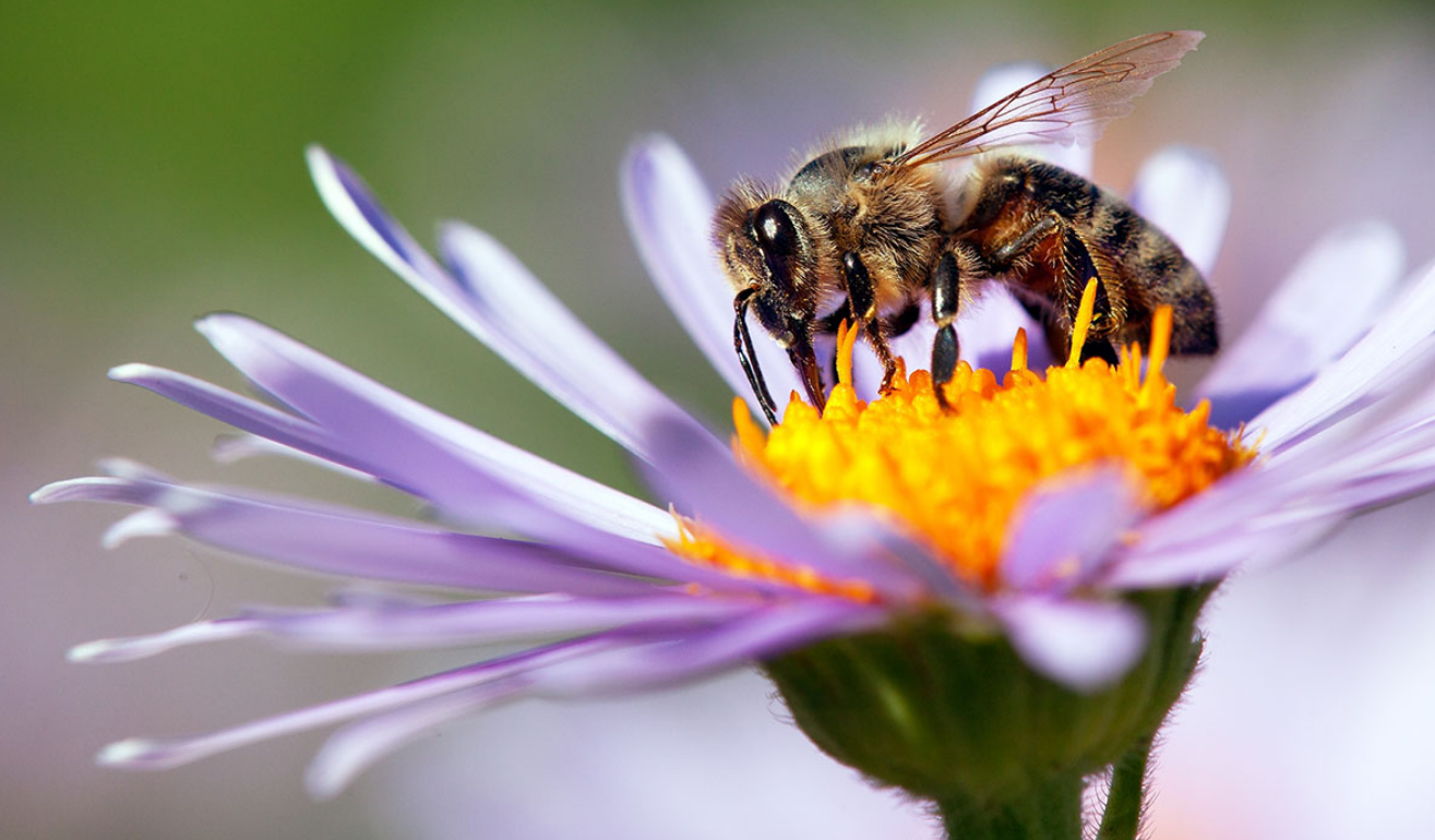 Жителя Огайо 20 000 раз ужалили пчелы-убийцы – продукт генетических экспериментов