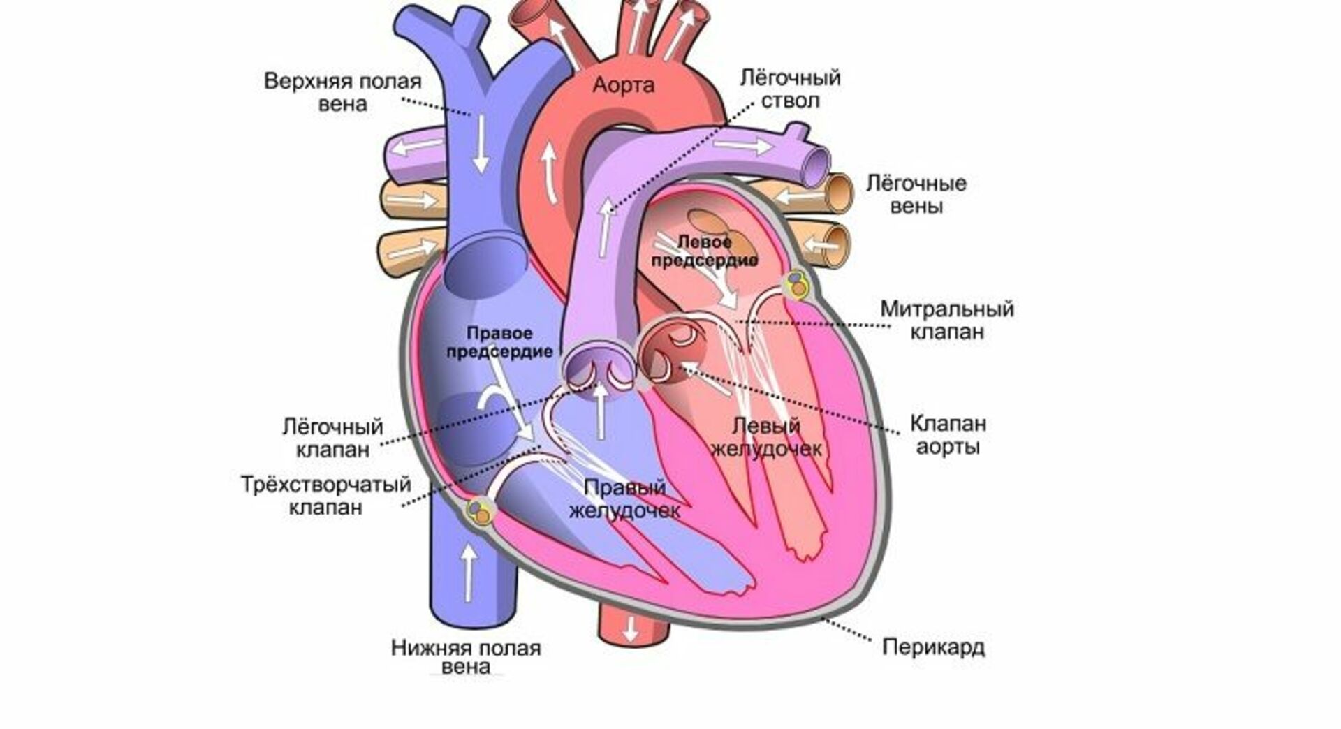 Сколько вен впадает в левое предсердие. Строение сердца. Строение сердца человека. Внутреннее строение сердца. Строение сердца рисунок.