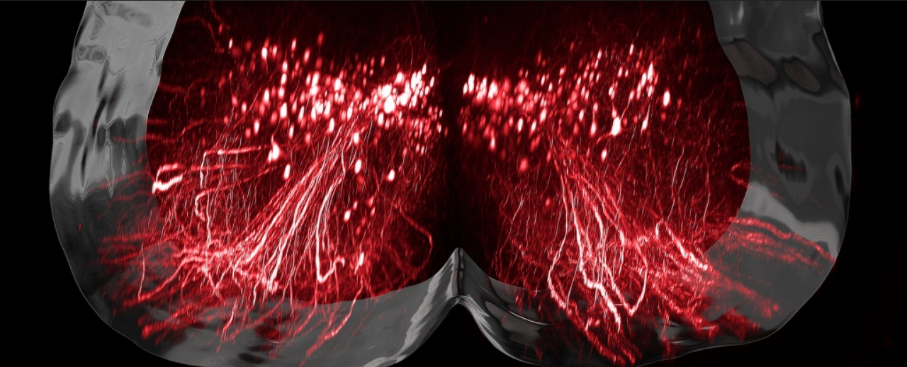 Визуализация стимуляции нейронов