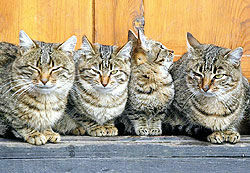 Кошки продлевают жизнь и повышают иммунитет