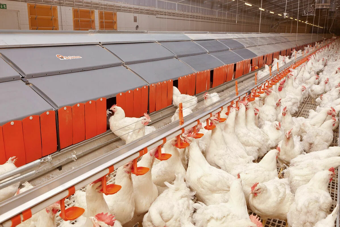 Птицеводы спрогнозировали падение цен на курятину весной