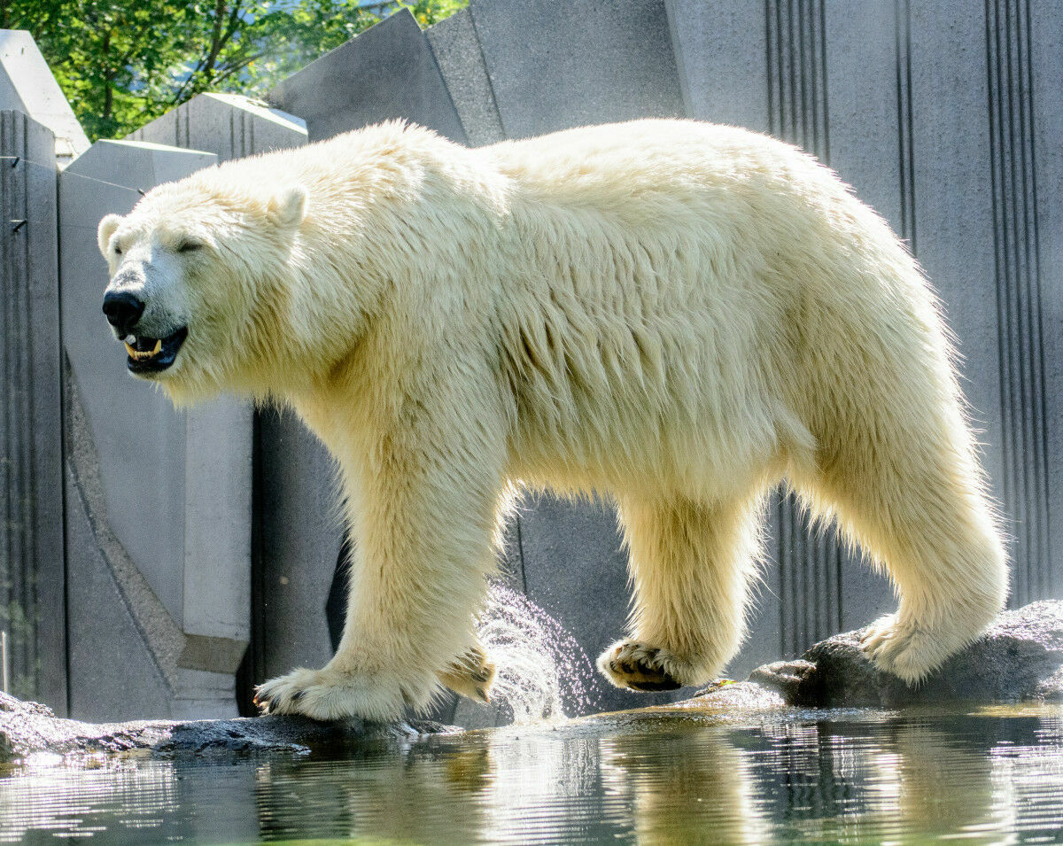 В Красноярский край направились специалисты для спасения белого медведя