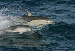 Дельфины организовали спасательный плот, чтобы помочь умирающему сородичу