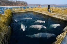 Судьбу косаток из "китовой тюрьмы" решат без иностранных ученых