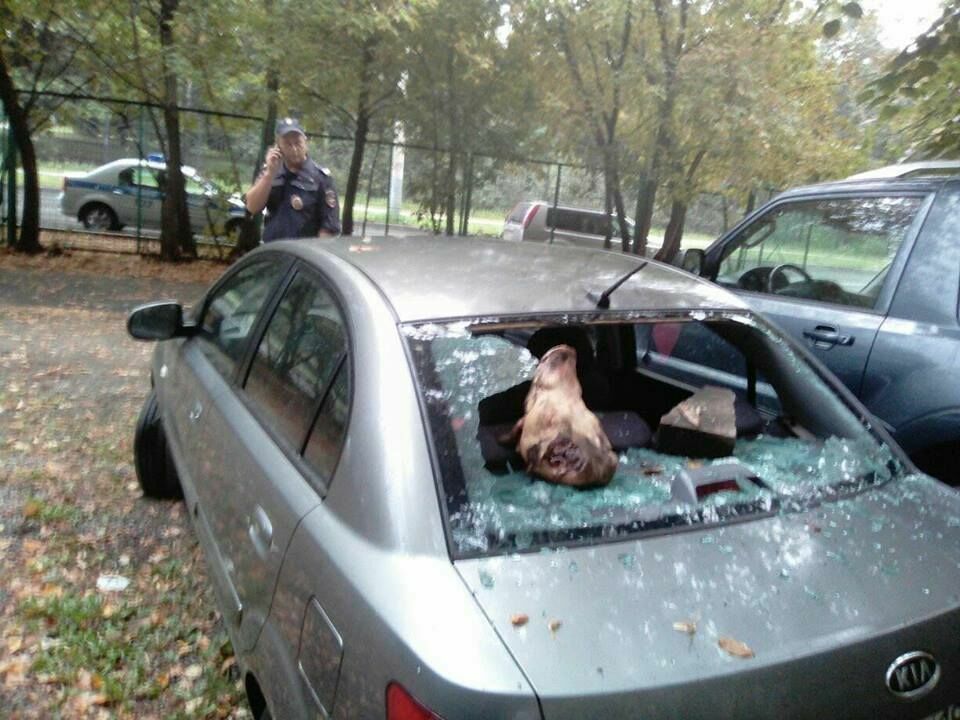 Депутату разбили машину и подкинули отрубленную голову свиньи
