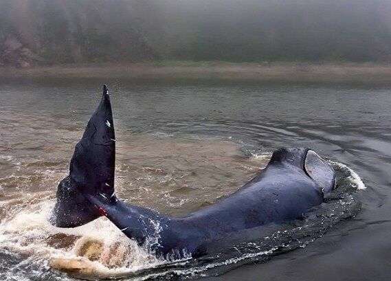 Минприроды начало операцию по спасению кита, застрявшего в русле реки