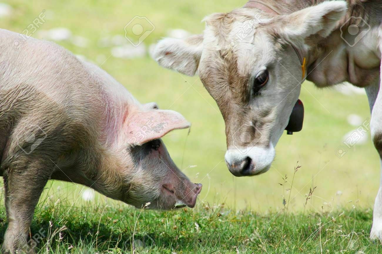 В крови коров и свиней впервые нашли микропластик