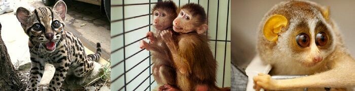 Экзотика и бизнес: кому не нравится "Планета обезьян"