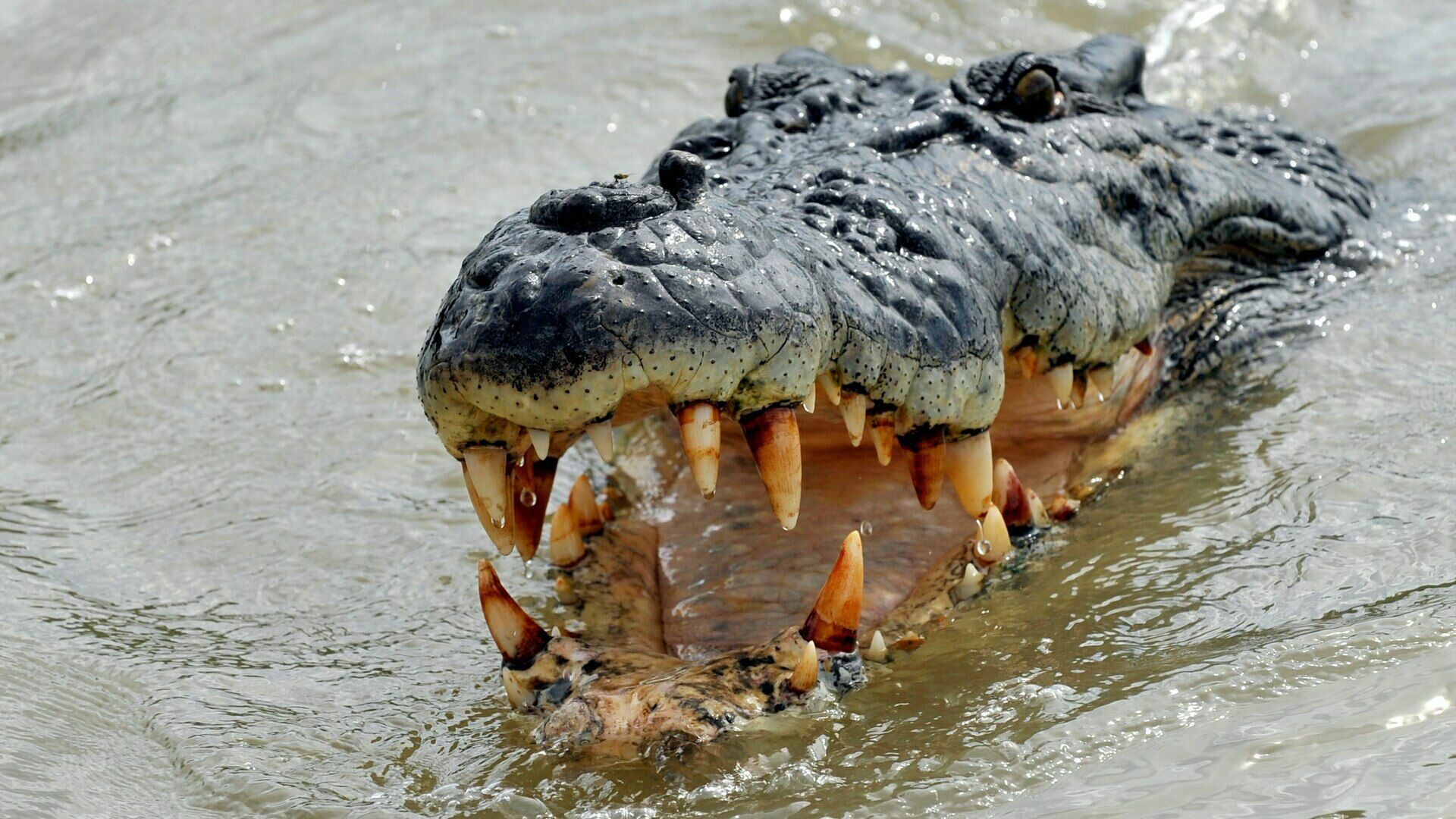 В Руанде крокодил съел нарушителя карантина