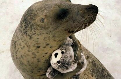 В интернете удивились неожиданной реакции японского тюленя на свою копию