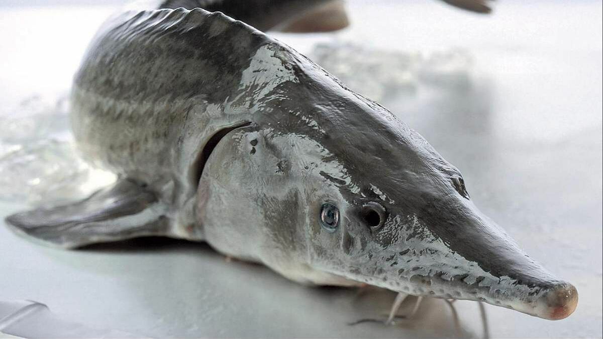Более тонны осетровых рыб изъяли в Красноярске