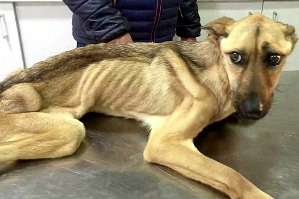 В Приамурье хозяину приюта, в котором погибли 50 собак, грозит арест