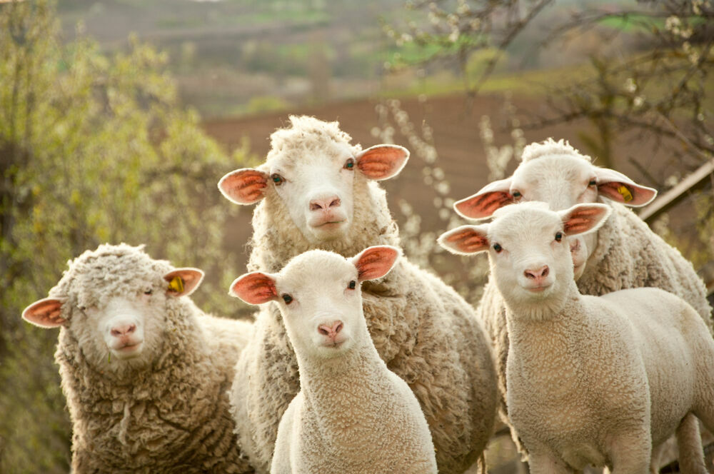С волгоградского завода увели стадо овец