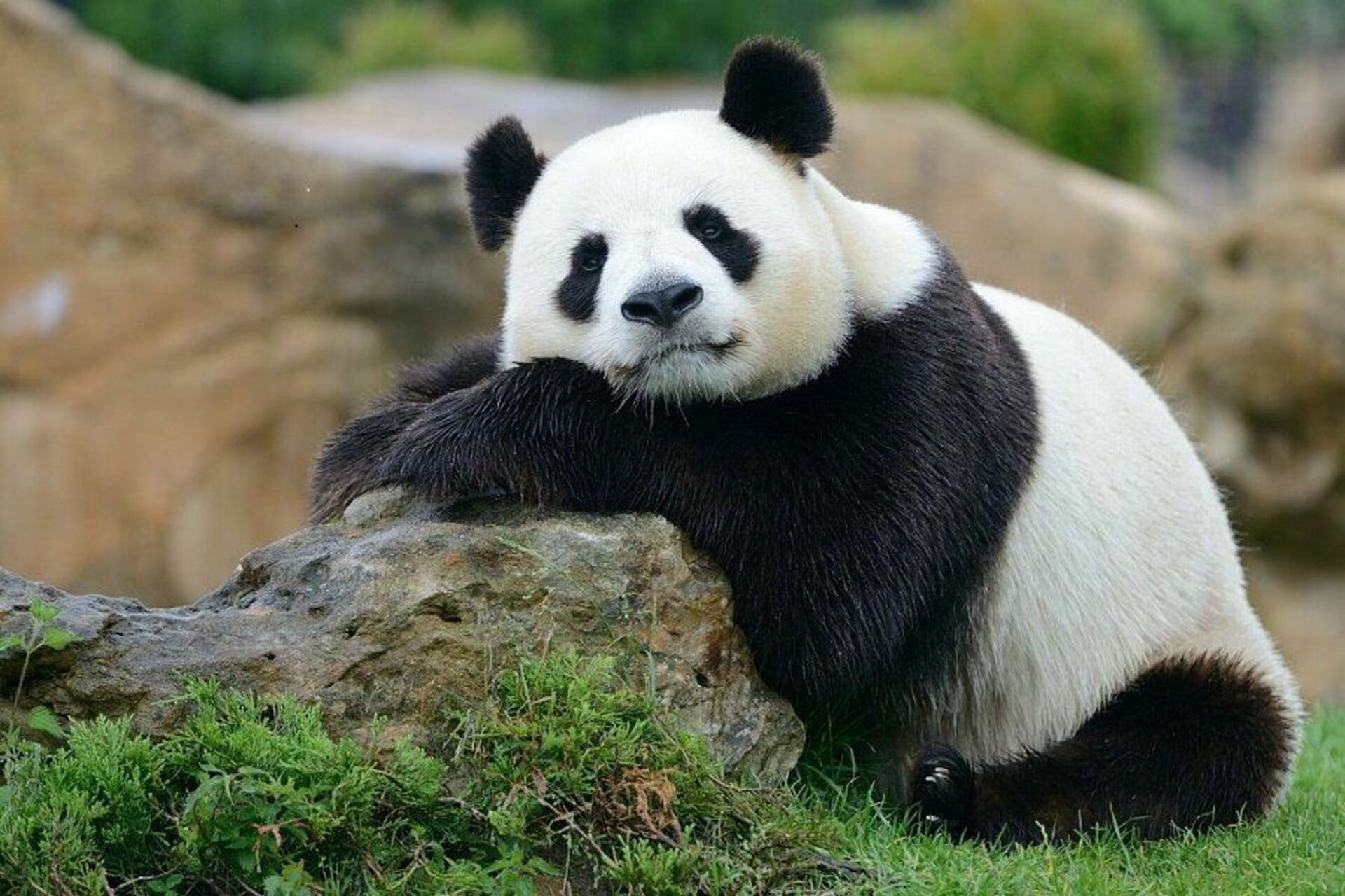 Great panda. Большая Панда. Млекопитающие Панда. Панди панди. Панда бамбуковый медведь.