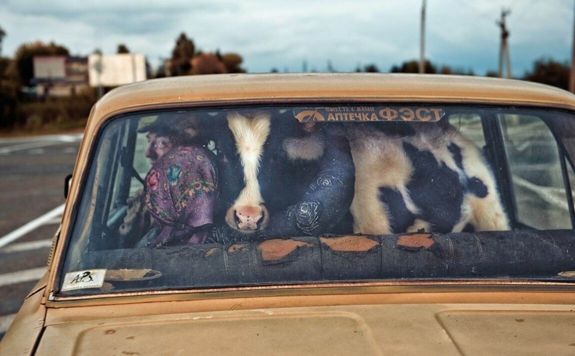 Веселое в машину слушать. Автомобиль корова. Корова в жигулях. Корова в авто. Корова в салоне авто.