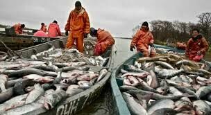 Дальневосточному лососю грозит вымирание
