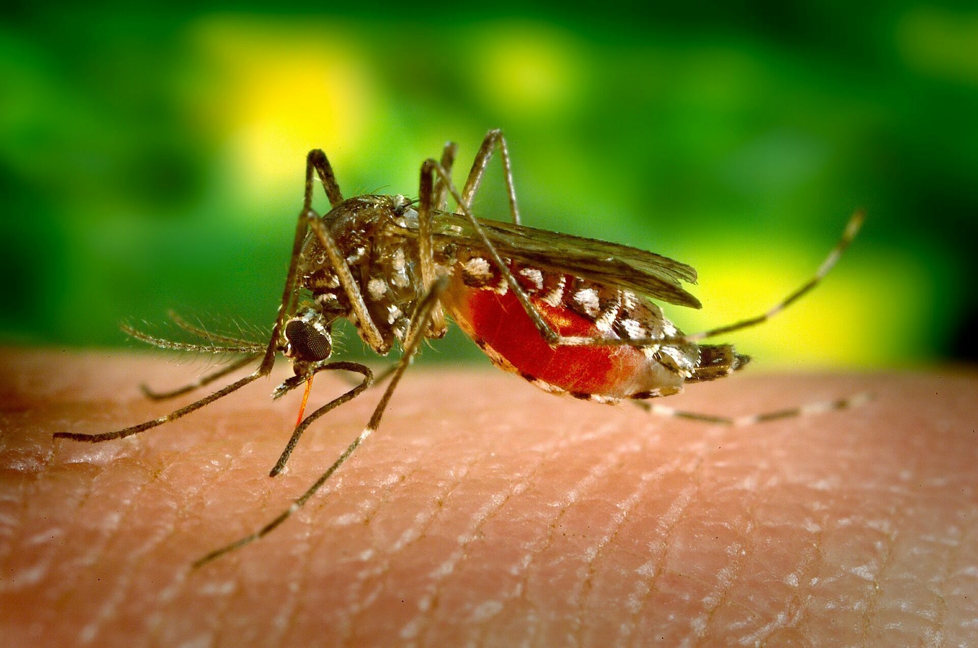Американские генетики отучили комаров кусаться, сменив их пол