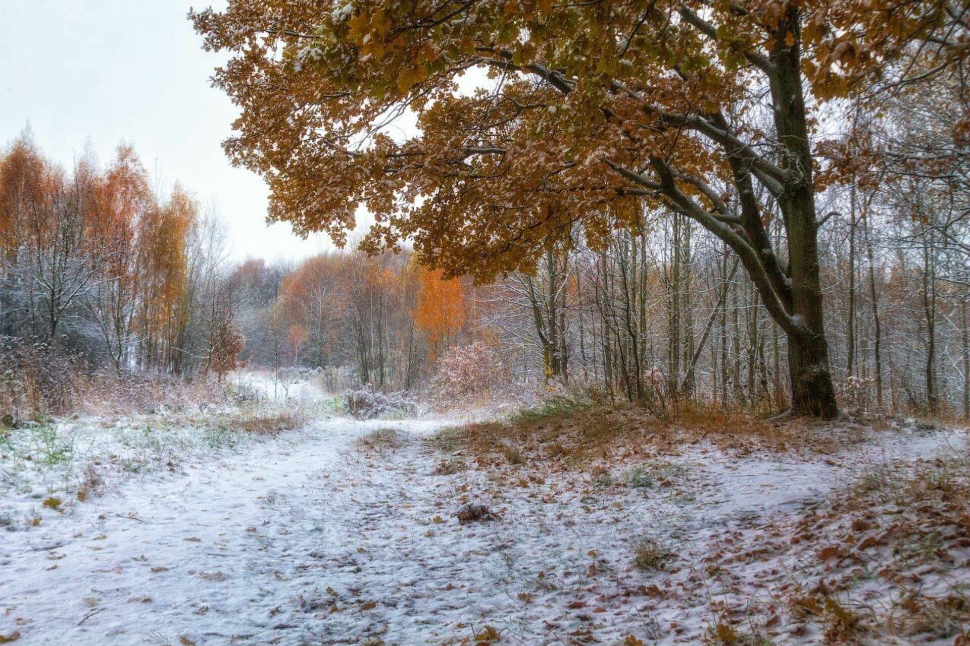 Картинки осень ноябрь. Поздняя осень. Первый снег. Осень первый снег. Снежная осень.