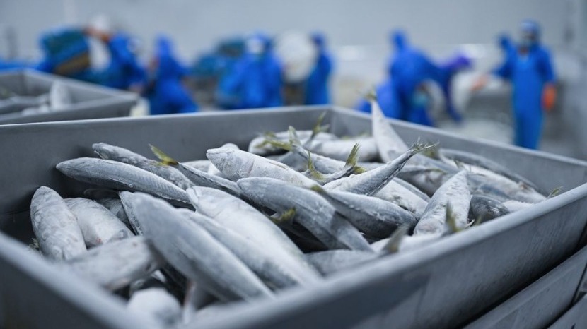 Из-за «Фукусимы» Россия вслед за Китаем ограничила поставки рыбы из Японии